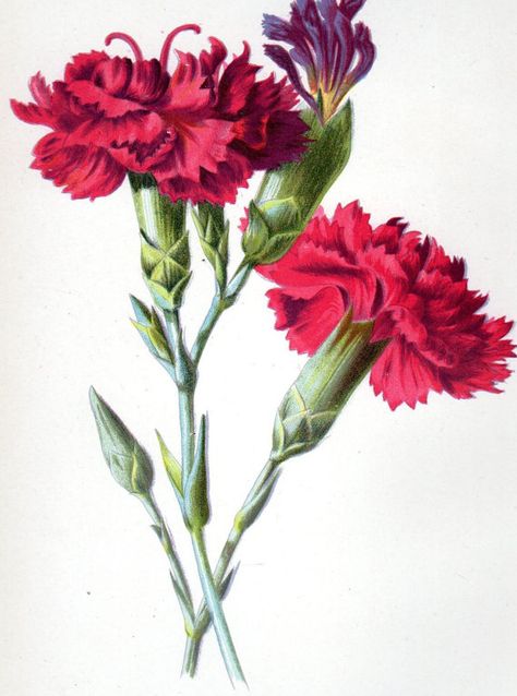 Antique lithograph of a Clove Carnation from 1887 Familiar Garden Flowers by Hulme. Matted in an 8 X 10 archival ivory mat with acid free matting. Ready for framing. //We do all of our own matting in house// Print Details Condition : very good Measurements: Matted 8 X 10, Image opening: 4 1/2 X 7 Type: lithograph Clove Flower, Scented Flowers, Antique Art Prints, History Research, Antique Botanical Print, Garden Flowers, Flower Beauty, Antique Prints, Botanical Art