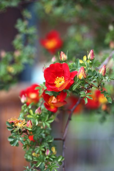 Rose Hedge, Rose Pic, Flower Cottage, Romantic Garden, Rose Cottage, Spring Blossom, Colorful Garden, Flower Pins, Flower Lover