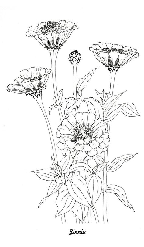 Botanical Illustration Tattoo, Flower Line Drawings, Flower Drawing Tutorials, Zinnia Flowers, Flower Art Drawing, Flower Sketches, Floral Drawing, Watercolor Flower Art, Botanical Drawings