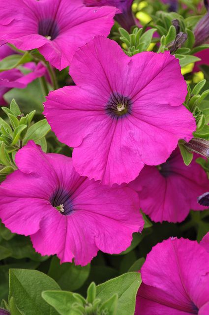 Deep Pink Petunias Pink Petunias, Blossom Garden, Sun Plants, Annual Flowers, Deep Pink, Flower Planters, All Flowers, Flower Beauty, Beautiful Blooms