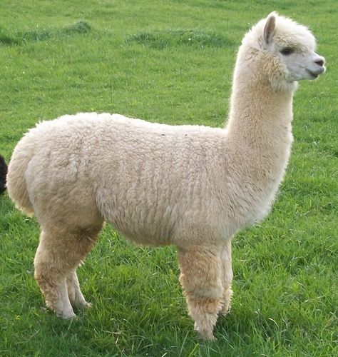 Alpaca Images, Farm Animals For Kids, Alpaca Pictures, Llama Pictures, Alpaca My Bags, Alpaca Stuffed Animal, Alpaca Farm, Cute Alpaca, American Animals