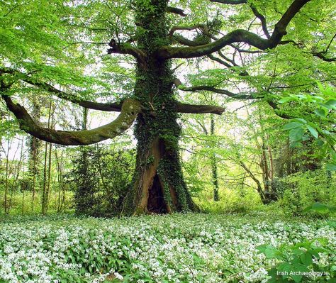 Finding Neverland Mental Alchemy, Tree Hollow, Ethereal Nature, Wexford Ireland, Ancient Ireland, Finding Neverland, Mbti Memes, Wild Garlic, Beech Tree