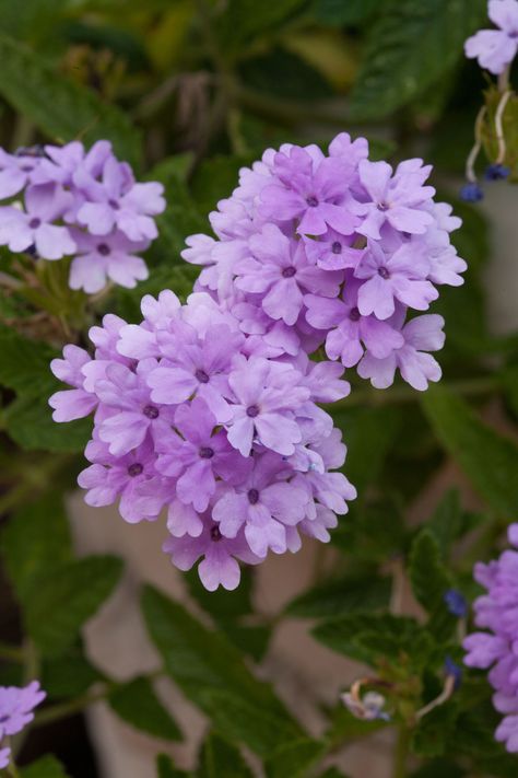 Verbena Heat Tolerant Plants, Garden Shrubs, Summer Plants, Late Spring, Drought Tolerant Plants, Drought Tolerant, Summer Heat, Growing Plants, Clematis