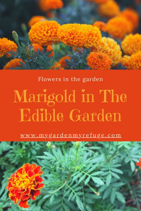 Marigold Tea, Growing Marigolds, Herbal Tea Garden, Growing Basil, Best Edibles, Marigold Flower, Velvet Flowers, Growing Seeds, Tea Garden