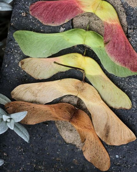 Natural Maple Helicopters are so adorable. Sycamore Seed, Maple Seed, Sycamore Tree, Dried Corn, Willow Branches, Dried Oranges, Natural Flowers, Dry Plants, Tree Seeds