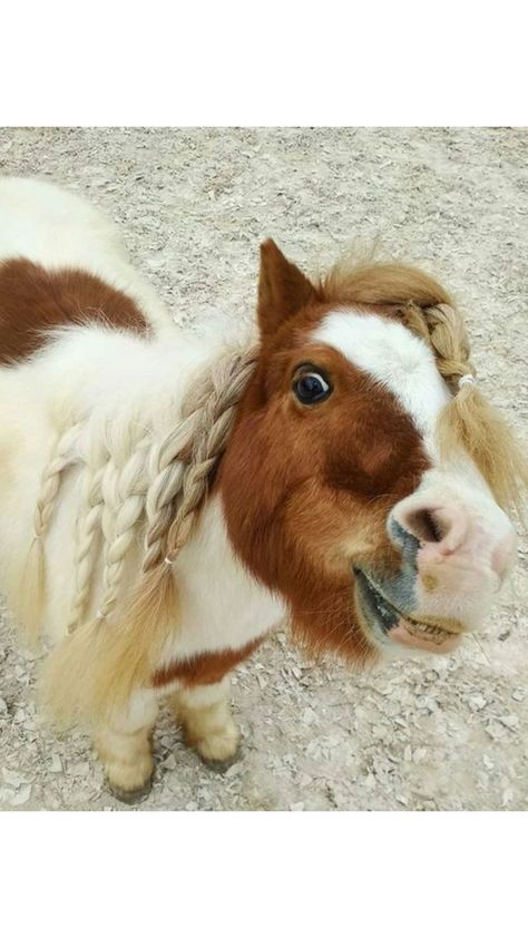 Mini Shetland Pony, Luxury Horse Barns, Mini Shetland, Miniature Ponies, Funny Horse Pictures, Tiny Horses, Pony Breeds, Cute Horse Pictures, Mini Pony