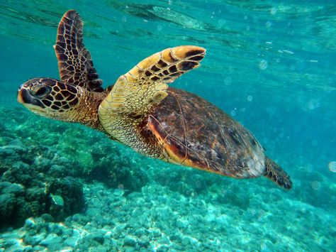 Sea Turtle Corridors | California Academy of Sciences Tartaruga Habitat, Giant Sea Turtle, Animals Jokes, Loggerhead Turtle, Turtle Wallpaper, Turtle Habitat, Diy Tank, Turtle Swimming, Green Sea Turtle