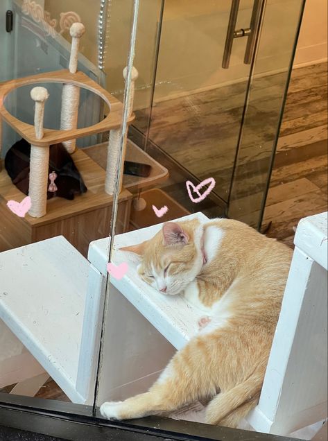 Cat Cafe Korea, Cat Cafe Aesthetic, Cat Cafe Japan, Cat Bakery, Legend Cat, Cat Bar, Cafe Japan, Opening A Cafe, Blue Cafe