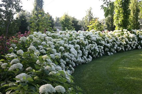 Hydrangea Arborescens Incrediball, Big White Flowers, Annabelle Hydrangea, Hydrangea Arborescens, Beautiful Yards, Proven Winners, Flowering Shrubs, Green Garden, Big Flowers