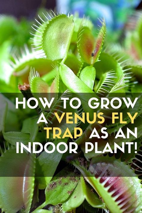 Venus Fly Trap Indoor, Care For Venus Fly Trap, How To Care For A Venus Fly Trap Plant, How To Care For Venus Fly Trap, Venus Flytrap Terrarium, Venus Flytrap Care, Carnivorous Plants Care, Mimosa Plant, Venus Fly Trap Terrarium