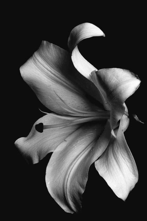 Flower Reference Black And White, Black And White Botanical Photography, Greyscale Photography, Realistic Flower Drawing, Realistic Flower Tattoo, Flowers Black And White, Model Tattoo, Animal Tattoo Ideas, Painting Black And White