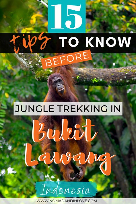 Thinking of orangutan trekking in Indonesia? Experience one of the best outdoor travel destinations and adventure vacations in Indonesia with this Indonesia Adventure Travel Guide. Discover the best hiking in Indonesia in an off the beaten path gem called Bukit Lawang. Trek in the wild jungles of Sumatra Indonesia and see orangutans in the wild. It's ecotravel and sustainable travel at its best. Support ethical wildlife tourism and experience this South East Asia bucket list travel destination. Asia Bucket List, Ethical Travel, Wildlife Travel, Elephant Sanctuary, Eco Travel, Adventure Vacation, Travel Budget, Budget Travel Tips, Komodo