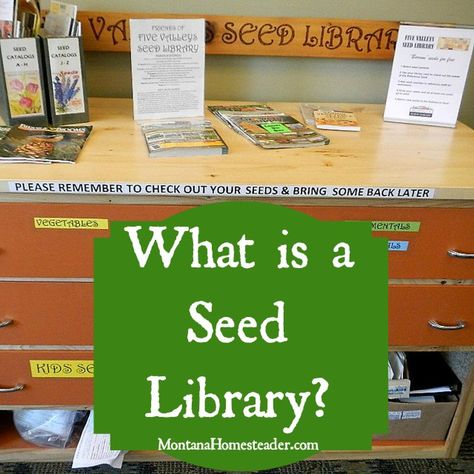 What is a seed library? Seed Library, Planting Garden, Veggie Gardens, Garden Layouts, Fall Vegetables, Kids Library, Survival Gardening, Seed Bank, Urban Homesteading