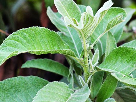 Sambong Plant, Difenbahya Plant, Saluyot Plant, Blumea Balsamifera, Sampaguita Flower Philippines, Water Therapy, Herbal Plants, Healing Power, Natural Home Remedies