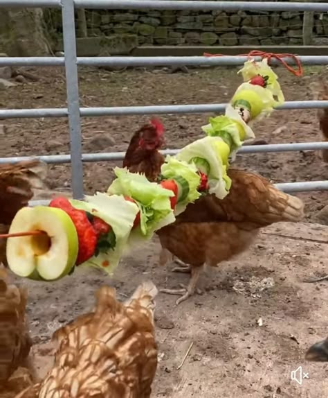 Chicken Enrichment, Diy Chicken Toys, Reban Ayam, Cute Chicken Coops, Chicken Kebab, Chicken Raising, Chicken Coop Garden, Backyard Chicken Coop Plans, Backyard Chicken Coop