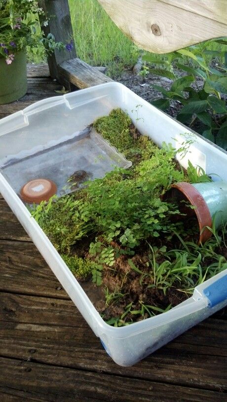 Small Turtle Tank Ideas Diy, Painted Turtle Tank Ideas, Turtle Homes Ideas, Turtle Terrarium Ideas, Snail Enclosure, Turtle Tub, Turtle Tank Ideas, Tortoise Terrarium, Snail Terrarium