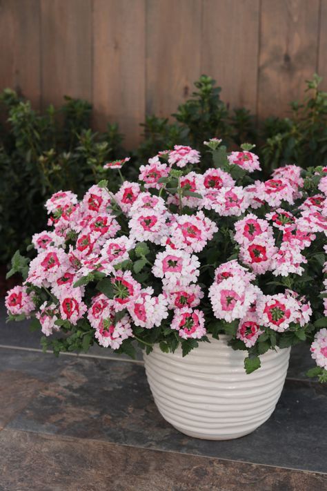 Verbena - The Ultimate Growing Guide | Proven Winners Proven Winners Containers, Verbena Flower, Verbena Plant, Proven Winners Perennials, Proven Winners Plants, Panicle Hydrangea, Texas Gardening, Proven Winners, Order Flowers Online