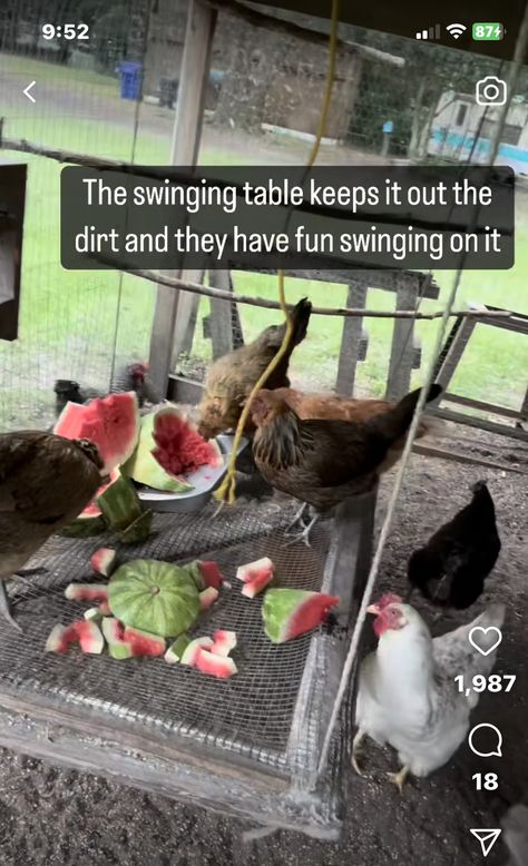 Chicken 101 Raising, Backyard Chicken Coop Hacks, Cheap Coop Ideas, Things To Keep Chickens Busy, What To Plant Around Chicken Coop, Chicken Roosting Ladder, Diy Chicken Coop Decor, Desert Chicken Coop, Hobby Farms Ideas