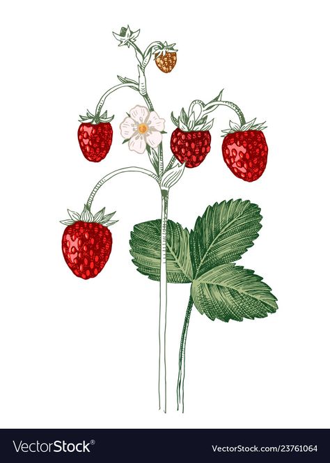 Wild Strawberries Illustration, Wild Strawberry Illustration, Wild Strawberries Tattoo, Wild Strawberry Tattoo, Wild Strawberry Plant, Strawberry Vector, Strawberry Items, Strawberry Tattoo, Types Of Berries