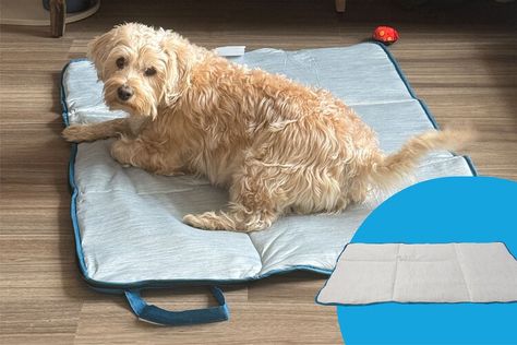 My Dog Finally Stays Cool in the Heat Thanks to This $16 Blanket That I Take Everywhere — People Hygiene Care, Compact Bag, Heated Blanket, Cooling Blanket, Older Dogs, Dog Blanket, Easy Travel, Summer Heat, Pet Health