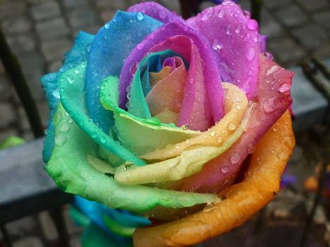 https://www.facebook.com/drlaslauandrei/photos/pcb.865266533555516/865266196888883/?type=1 Dye Roses, Tie Dye Roses, Rose Seeds, Lily Tattoo, Rainbow Roses, Colorful Roses, Lavender Roses, Rainbow Flowers, Pretty Pastel