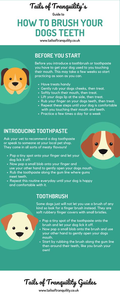 Brushing Dogs Teeth How To, Dog Hygiene Routine, How To Brush Your Dogs Teeth, Dog Hygiene Tips, How To Brush Dogs Teeth, Puppy Hygiene, Brush Dogs Teeth, Dog Teeth Brushing, Dog Hygiene