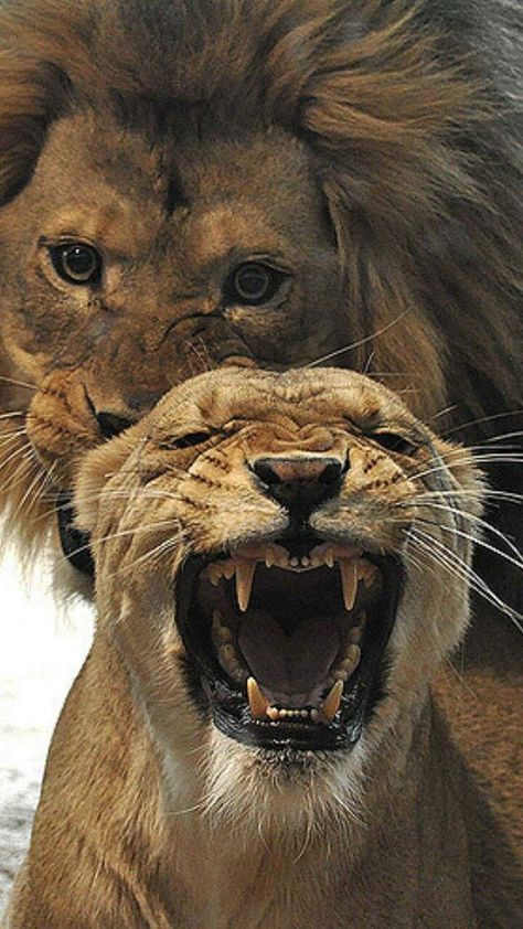 Stay away from my man! Lion Couple, Regnul Animal, Lion Photography, Lion And Lioness, Lion Love, Lion Images, Lion Pictures, Le Roi Lion, Lion Face