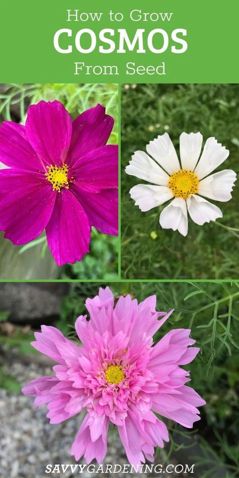 Cosmo Flowers, Planting Flowers From Seeds, Cosmo Flower, Cosmos Plant, Native Plant Landscape, Flower Tips, Summer Flowers Garden, Starting Seeds Indoors, Attracting Beneficial Insects