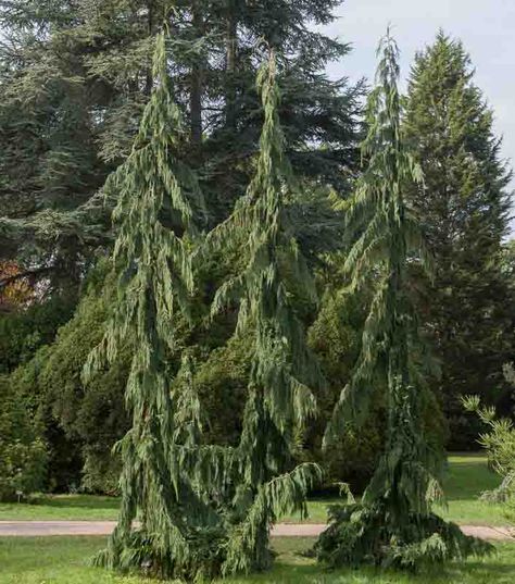 Quite majestic, Chamaecyparis nootkatensis 'Green Arrow' (Nootka Cypress) is a medium-sized, evergreen conifer of extremely narrow growth habit, forming an exclamation point in the landscape. Hanging from strictly weeping branches that hang closely against the trunk, are long trailing curtains of blue gray-green foliage. When well sited, this Nootka Cypress is fast-growing and may easily add 20 in. (50 cm) in height per year. A pleasure to look at year-round, this elegant selection makes an ... Weeping Alaskan Cedar, Front Porch Landscape, Evergreen Landscape, Flowering Cherry Tree, Evergreen Garden, Exclamation Point, Specimen Trees, Perennial Shrubs, Front Landscaping