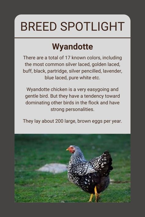 Silver Laced Wyandotte Chickens Eggs, Wyandottes Chickens, Facts About Chickens, Wyandotte Chickens, Chicken Facts, Wyandotte Chicken, Laying Chickens Breeds, New Facts, Backyard Chicken Coop Plans