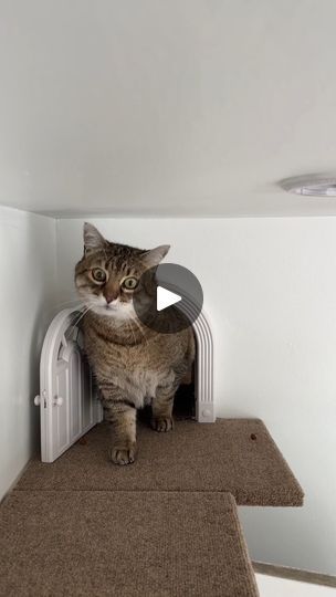 30K views · 1.9K reactions | Pasadena Catio & Catification | Pawsome Pasadena catio and catastic indoor catification make Watson (seen here) and Dandelion very happy campers! 🐱

#catioguy #catio #catios... | By Catio Guy | Check out this Pasadena Catio
and I promise you'll want to stay to the end. Inside, we
start with a hiding box, cat steps, and a long ramp.
Floating steps lead to a high bed perch with garden views. In
the middle is a 10-foot synthetic rope climbing pole.
To the left is a peek-a-boo bubble bed and a loft ladder.
Through the cat door is a catified house. There's Watson
making his way down a long run in the guest bedroom where he
goes through the wall into the master bedroom. Turning the
corner to another long run, the fur ball descends down a shelf
wall. Not seen is a ca Catified House, Bubble Bed, Floating Steps, Cat Climbing Wall, Cat Climbing Shelves, Inside Cat, Rope Climbing, Cat Area, High Bed