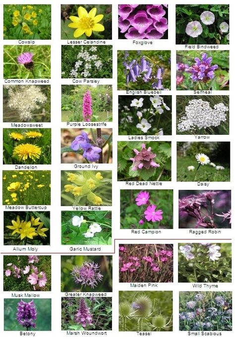 Indian Wild Flowers, Native British Plants, Uk Native Plants, English Wild Flowers, Scottish Wild Flowers, Ohio Wildflowers, Wildflower Fabric, Wild Flowers Uk, Uk Plants