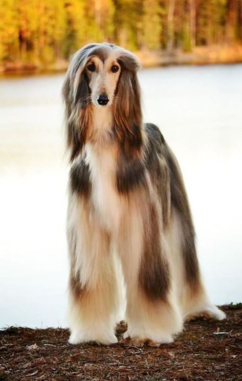 Hound Dog Breeds, Dogs Lover, Australian Shepherd Dogs, Afghan Hound, Dog Wallpaper, Old Dogs, Hound Dog, Whippet, Dog Names