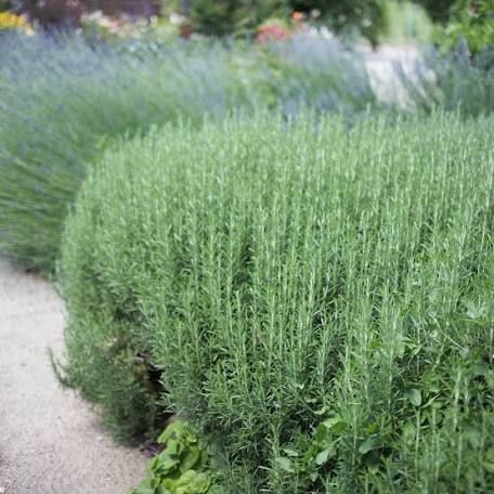 Rosemary for cooking is different than the rosemary decorating your yard | Las Vegas Review-Journal Growing Rosemary, Tattoo Plant, Rosemary Plant, Blue Plants, How To Attract Birds, The Greenhouse, Mediterranean Garden, Unique Gardens, Evergreen Shrubs