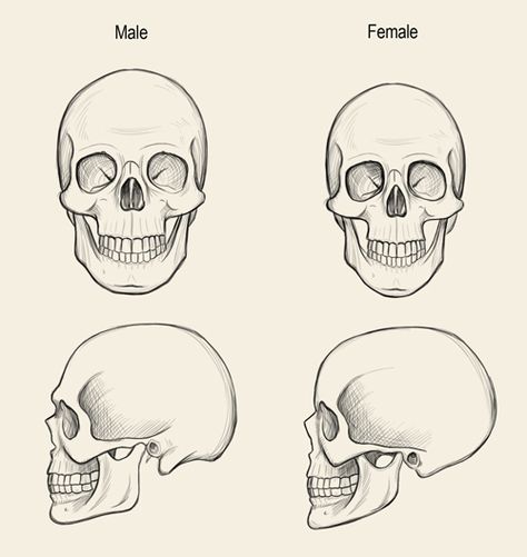 Jeff Searle: The human skull Human Skull Drawing, Anatomy Skeleton, Skull Anatomy, Skull Reference, Skull Sketch, Skeleton Drawings, Draw Realistic, Drawing Heads, Human Anatomy Drawing