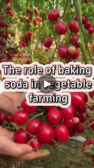 Garden Farming, Vegetable Farming, Gardening Tips, Planting, Baking Soda, Cucumber, Tomatoes, Audio, Baking