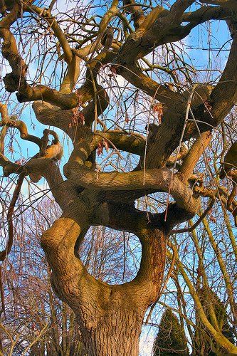 Tree Tangle 19th Century Aesthetic, Twisted Branches, Weird Trees, Set Building, Twisted Tree, Production Design, Bird Painting, Ancient Tree, Friends Set