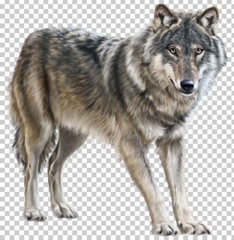 Mongolian Wolf, Background Wolf, Tamaskan Dog, Native American Indian Dog, Eurasian Wolf, American Indian Dog, Wolf Png, Czechoslovakian Wolfdog, Wolf Clipart