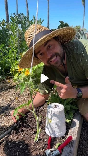 Garden.ideas on Instagram: "Credit:@jacquesinthegarden 
——
The single leader string tomato trellis is definitely the cheapest when it comes to materials, give that you have something to attach to. I like to do this for my earliest tomatoes due to the high air flow and low disease pressure. The single leader tends to produce earlier as well as the plant doesn’t have to support all the suckers! Full pros and cons down below 👇

Advantages:
Cheap, pennies in string/twine
Higher Airflow = Less Disease which is great for early season
No Suckers = Earlier + Larger Tomatoes
Denser planting for more variety, since they are pruned you can plant tighter

Disadvantages:
Lower Overall Harvest w/o Suckers
High Maintenance Due To Pruning
If Not Maintained It Becomes Floppy FAST

gardening #lovegardening Tomato Garden Trellis, Tomato Plant Trellis, Tomato Support, Tips For Growing Tomatoes, Tomato Trellis, Garden Tomatoes, Plant Trellis, Homestead Ideas, Earthly Delights