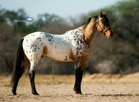 Horse Photography Poses, Horse Coat Colors, Pale Horse, Most Beautiful Horses, Appaloosa Horses, Horse Portrait, All The Pretty Horses, Horse Crazy, Sport Horse