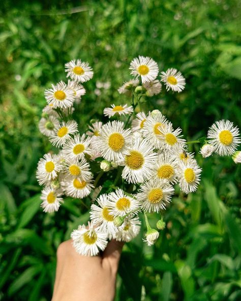 Fleabane daisies are in bloom!! 🌼 If you live in North America, you’ve likely seen these out in the woods or along the roadsides. Did you know that this resilient wildflower got its name from a superstition that it keeps fleas away? With its delicate petals and vibrant hues, it attracts pollinators like butterflies and bees, contributing to local ecosystems. Not to mention, the fleabane daisy has plenty of medicinal uses! It makes me so happy seeing all of them pop up around the homestead. 🫶🏻... Fleabane Daisy, Attract Pollinators, The Homestead, In Bloom, In The Woods, So Happy, Wild Flowers, Knowing You, Did You Know