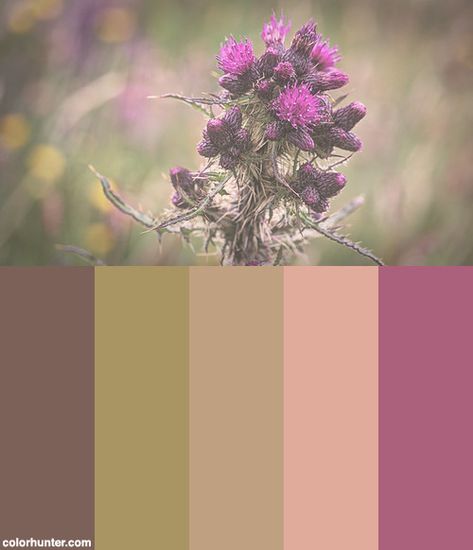 Highland Thistle Color Scheme from colorhunter.com Thistle Color Palette, Scottish Color Palette, Thistle Color, Palette Inspiration, Spare Room, House Goals, Scottish Highlands, Colour Palette, Color Scheme