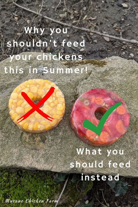 round frozen chicken treats for summer Stuff For Chickens, Chicken Coop Food Ideas, Chicken Ice Cube Treats, Frozen Corn Treats For Chickens, Cooling Chickens In Summer, Yogurt For Chickens, Chicken Cooling Off, Diy Chicken Treats Easy Recipes, Dollar Store Chicken Supplies