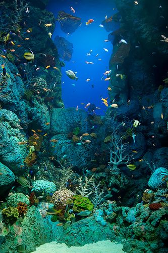 SEA Life Aquarium | Beautiful underwater scene at SEA Life A… | Flickr Coral Reef Photography, Sentosa Singapore, Sea Life Aquarium, Beautiful Underwater, Bawah Air, Scuba Diving Photography, Sea Plants, Underwater Scene, Sea Life Art