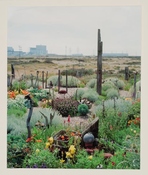 Beach garden inspiration Prospect Cottage, Derek Jarman, Vegetable Beds Raised, London Garden, Coastal Gardens, Back Gardens, Through The Looking Glass, Growing Flowers, Cool Plants