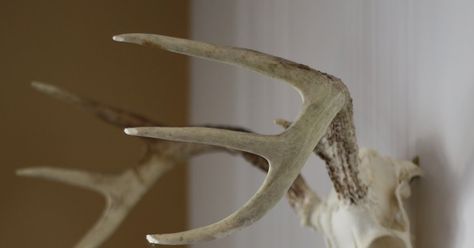 How To Preserve Deer Skull, How To Clean A Deer Skull, What To Do With Deer Antlers, Deer Skull Wall Mount, Deer Mount Ideas, European Mount, Small Deer, Deer Mounts, Moose Antlers