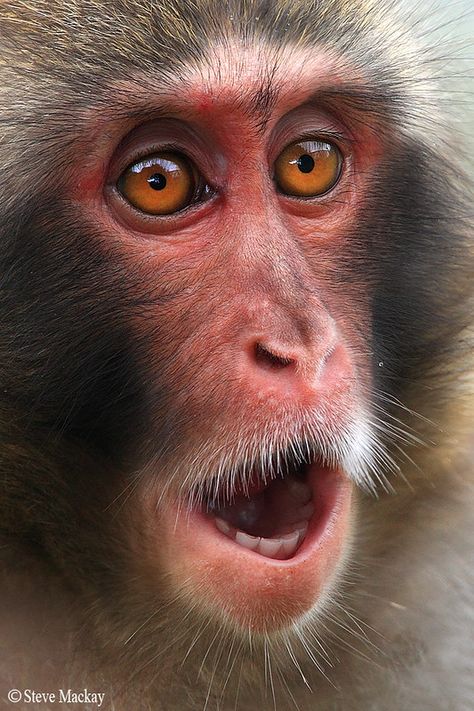 Ocean Moodboard, Rhesus Monkey, Pygmy Marmoset, Macaque Monkey, Japanese Macaque, Types Of Monkeys, Baby Monkeys, Capuchin Monkey, Snow Monkey