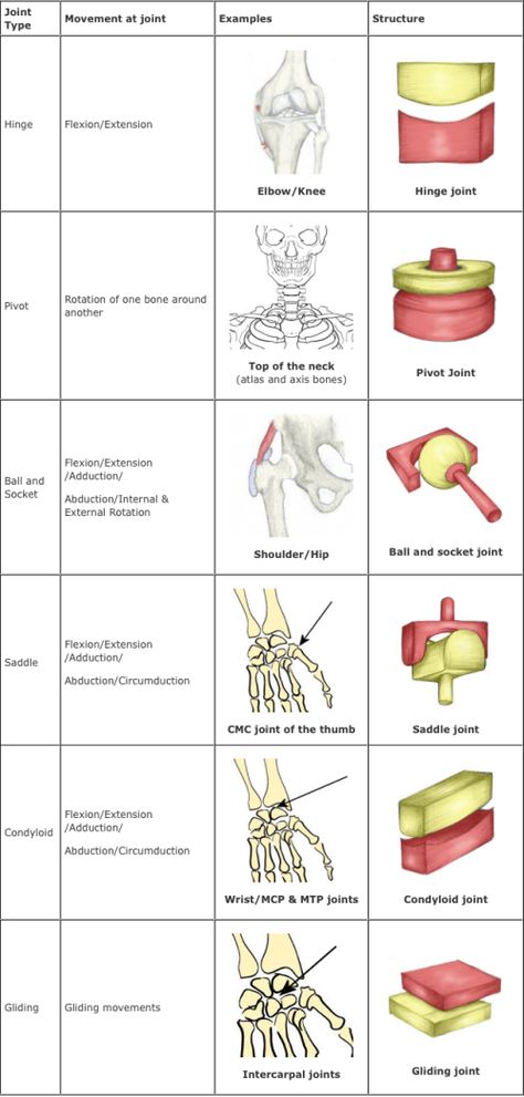 joints. - Infogram, charts & infographics Pivot Joints Anatomy, Joints And Ligaments Anatomy, Joints Of The Skeletal System, Types Of Joints Anatomy, Synovial Joints Anatomy, Human Joints, Joints Anatomy, Anatomy Education, Human Skeletal System