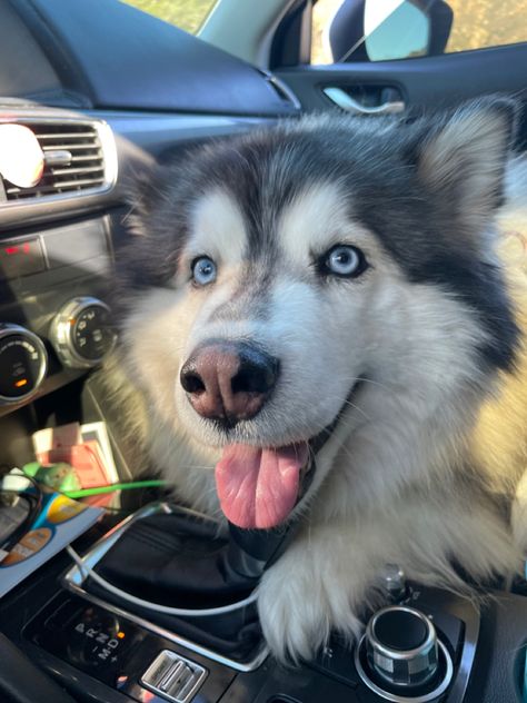 #puppy #puppytraining #car #carride #adventure #dog #dogsofinstagram #doglover #dogtrainingadvice #dogobedience #husky #wooly #happy #tongueouttuesday Wooly Husky Puppy, Wooly Husky, Car Rider, Adventure Dog, Dog Training Advice, My Husky, Husky Puppy, Drawing Inspo, Dog Obedience