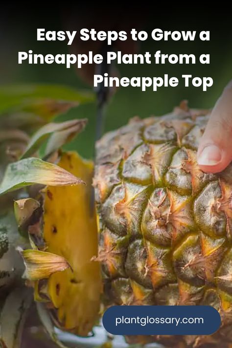 Have you ever wondered if you could grow your own pineapple from a store-bought fruit? The good news is, you can! By using the top of a pineapple, you can cultivate a new plant right at home. In this article, we’ll explain how to grow a pineapple plant from a pineapple top, offering detailed instructions and helpful advice to ensure your gardening project is a success. How To Care For A Pineapple Plant, Plant Pineapple Top, How To Plant Pineapple, How To Grow A Pineapple, Grow A Pineapple From Top, How To Grow A Pineapple From The Top, Growing Pineapple From Top, Planting Pineapple Top, Grow Pineapple Plant